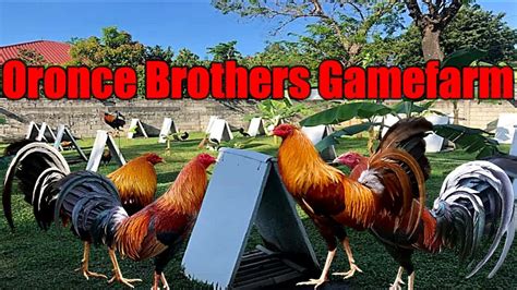 sabong pinas|Oronce Brothers Gamefarm .